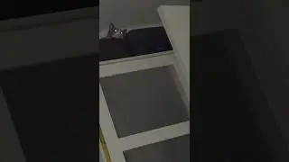 Beautiful cat is up on the closet with shining