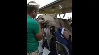 Il leone è in cerca di coccole e salta sul veicolo pieno di turisti