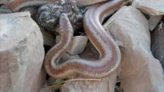 Rosy Boa