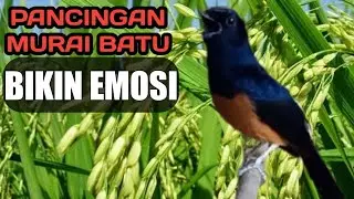 PANCINGAN MURAI BATU BIKIN EMOSI LANGSUNG NYAUT GACOR POLL,