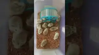 roborovski hamster terkecil