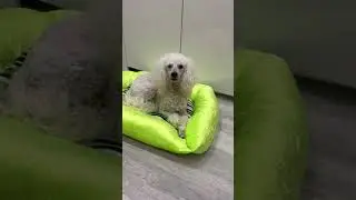 #PinkPoodleVeniceDogBeds #DanielasDogs #DanielasDogsPorthleven #DanielaForshaw #MadeInUK #DogBed