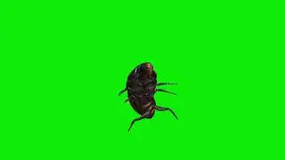 Cockroach dancing green screen