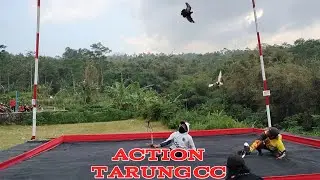FULL TARUNG!! LAPKOL TRB
