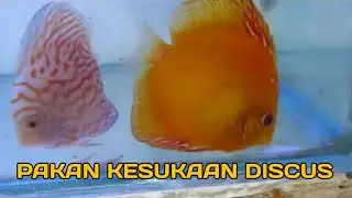INI DIA.. PAKAN KESUKAAN IKAN DISCUS
