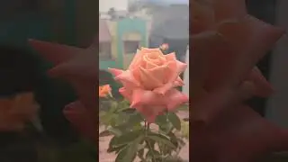 Lover Meeting Rose 🤝❤️😍 #shorts