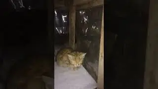 ПРИБЛУДИЛСЯ КОТЁНОК