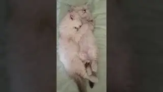 Невские маскарадные котята. 5.04.2022.