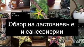 обзор на ластовневые и сансевиерии
