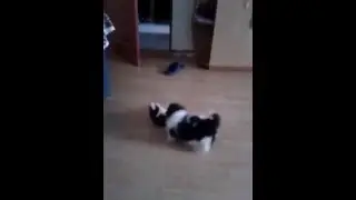 Căţeluşul nostru Beethoven