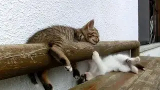 Кошачий сон богатыря