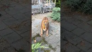 Puma  #shorts #cat #trending #рекомендации #подпишись #funny