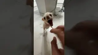 My dog doing a parkour🥷🏿