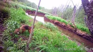 Фото-ловушка 2018, лиса, выдры.