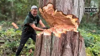 The BIGGEST Tree I’ve Ever Chopped Down With an Axe 