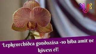 Orchidea gondozása | 10 hiba, amit ne kövess el!