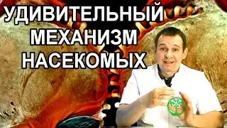 ТЕХНОЛОГИИ В ПРИРОДЕ. Зубчатый механизм. Шестеренки цикад.