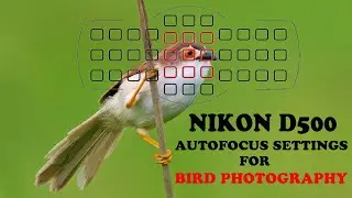 Nikon D500 Auto focus Settings for Bird Photography - Nikon D500 Auto focus System