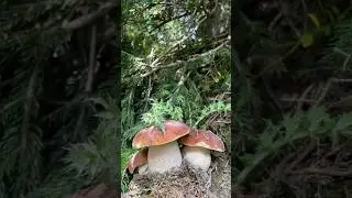 Beautiful mushrooms from Eastern Europe 