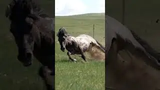 Faster Horse 