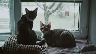 Side by side - film/digital: Kodak Vision 3 250D 5207 and Sigma FP (CDNG)+Filmconvert nitrate