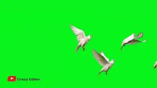 green screen Bird