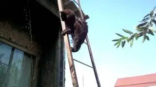 Кошка на приставной лестнице
