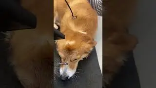 А какой породы собачку Вы бы хотели себе завести? 