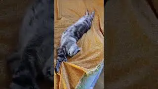 сладкий сон