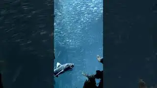 Will this shark attack? Find Out Now!  