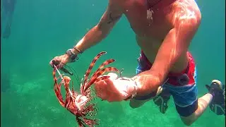 Stung by a lionfish - 24h PAIN Report!