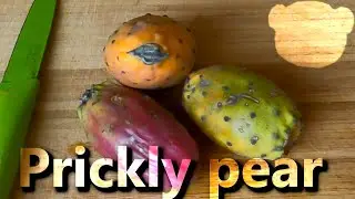 The prickly pear