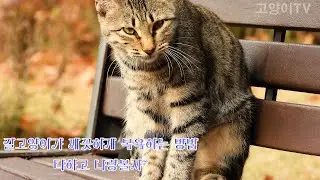 Resting in the Street Cat