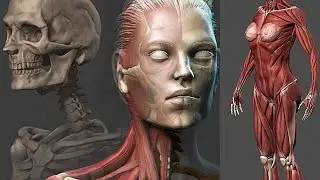 Female anatomy sculpting by Nexttut - ZBrush