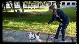Разминка для хвоста