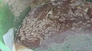 Urban Fly Maggot Farm Part 2