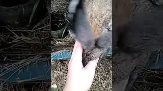 Милашка