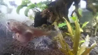 Gulper catfish feeding on molly the same size as it.