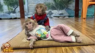 Monkey YinYin hides from mom to play with monkey YiYi