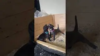 Драка питбулей😅 