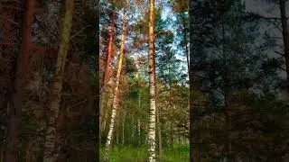 Закат в лесу
