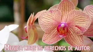 Cacho cachá el Ukelele - Musica libre de derechos de autor - Panda Dog Music