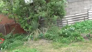 красота в моем саду