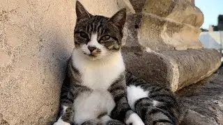 The Cats in Pompeii, Italy