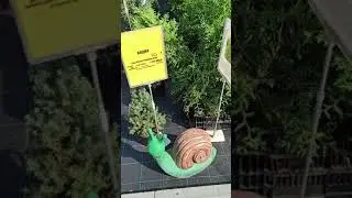 Распродажа уличных растений в садовом центре