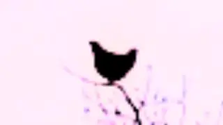 screaming chicken on tree but it broke sound barrier