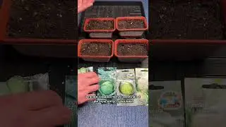 Два способа посев капусты на рассаду