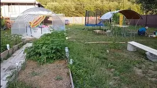 Мама, смотри что у меня выросло на огороде)