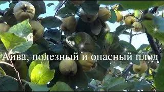 Айва это полезно и опасно.