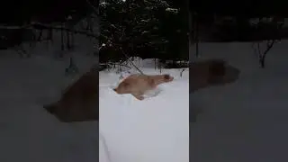 Сестрички-голдены и снег/Golden sisters and snow